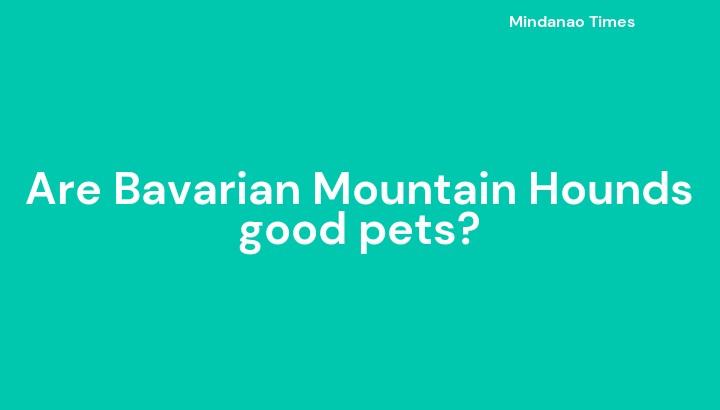Are Bavarian Mountain Hounds good pets?