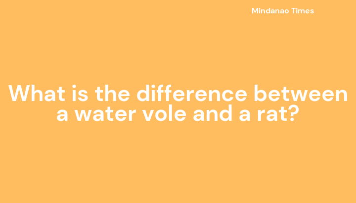 What is the difference between a water vole and a rat?