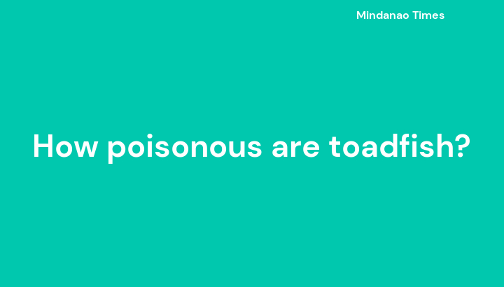 How poisonous are toadfish?