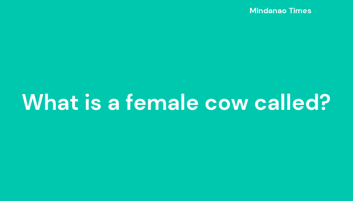 What is a female cow called?