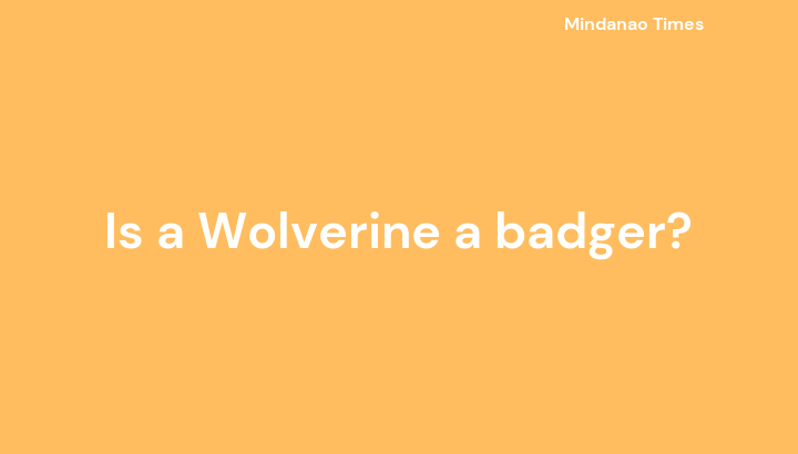Is a Wolverine a badger?
