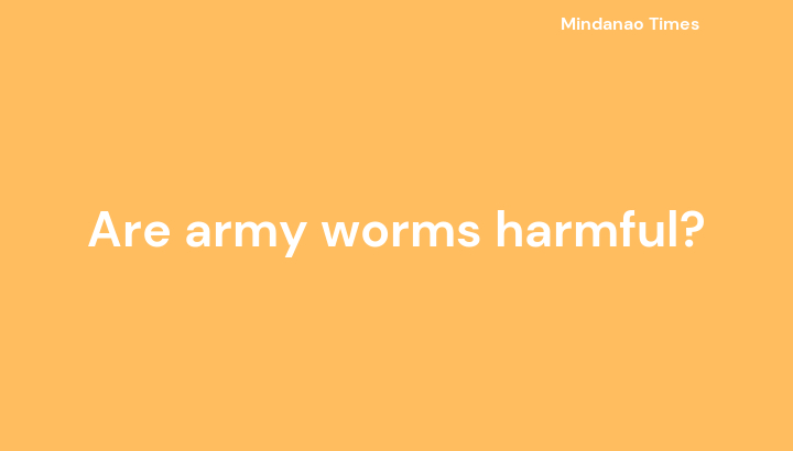 Are army worms harmful?