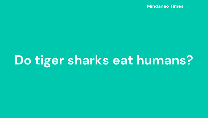 Do tiger sharks eat humans?