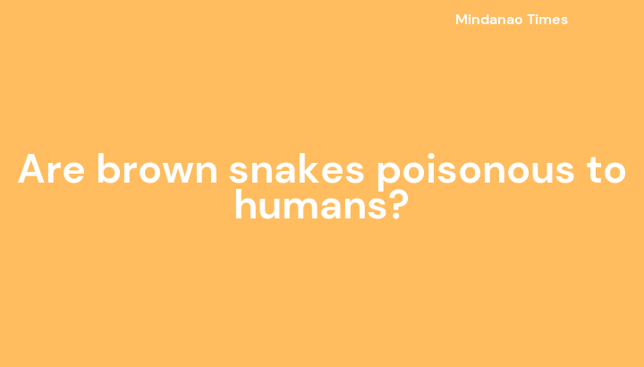 Are brown snakes poisonous to humans?