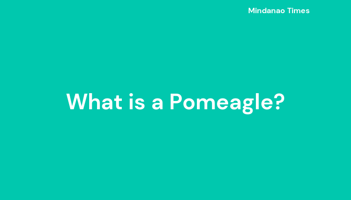 What is a Pomeagle?