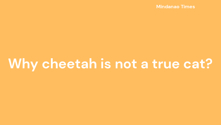Why cheetah is not a true cat?