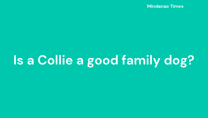 Is a Collie a good family dog?