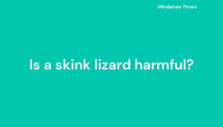 Is a skink lizard harmful?