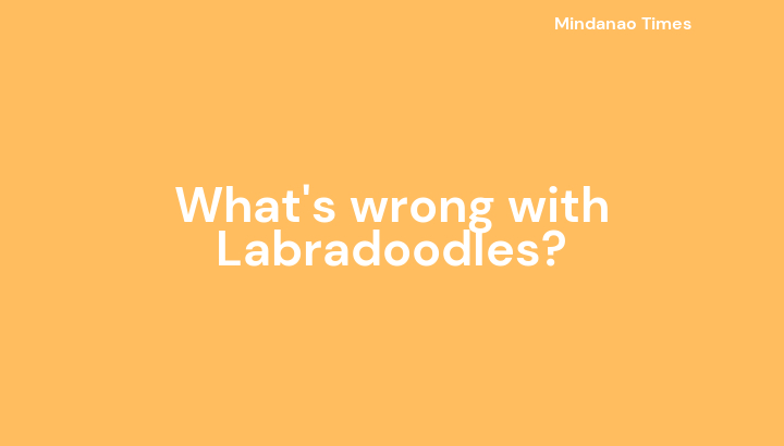 What's wrong with Labradoodles?