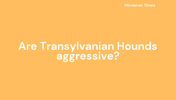 Are Transylvanian Hounds aggressive?
