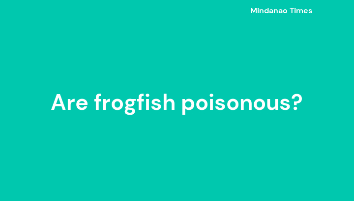 Are frogfish poisonous?