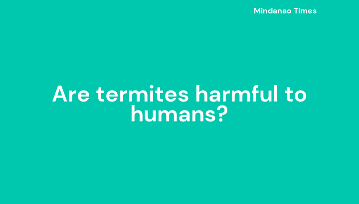 Are termites harmful to humans?