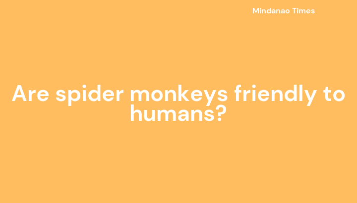 Are spider monkeys friendly to humans?