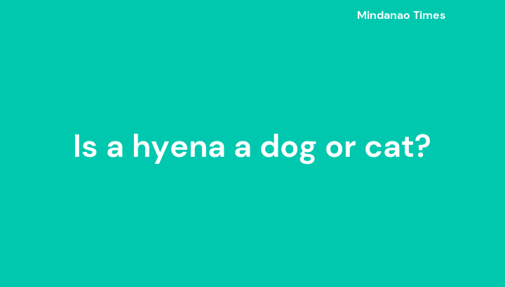 Is a hyena a dog or cat?