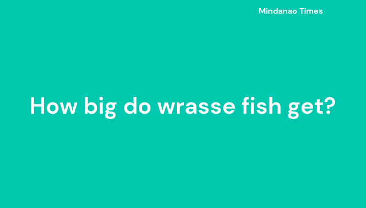 How big do wrasse fish get?