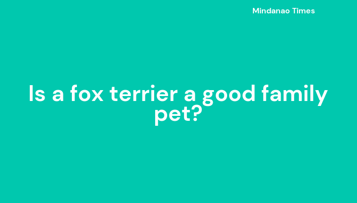 Is a fox terrier a good family pet?