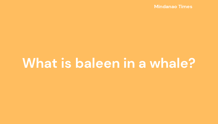 What is baleen in a whale?