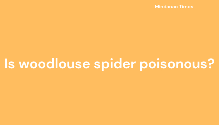 Is woodlouse spider poisonous?