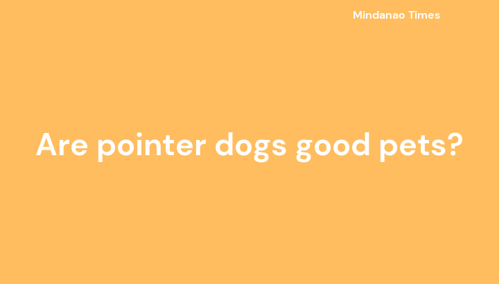Are pointer dogs good pets?