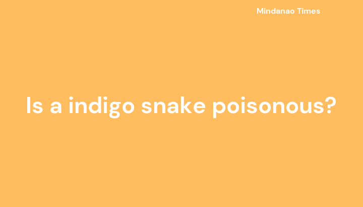 Is a indigo snake poisonous?