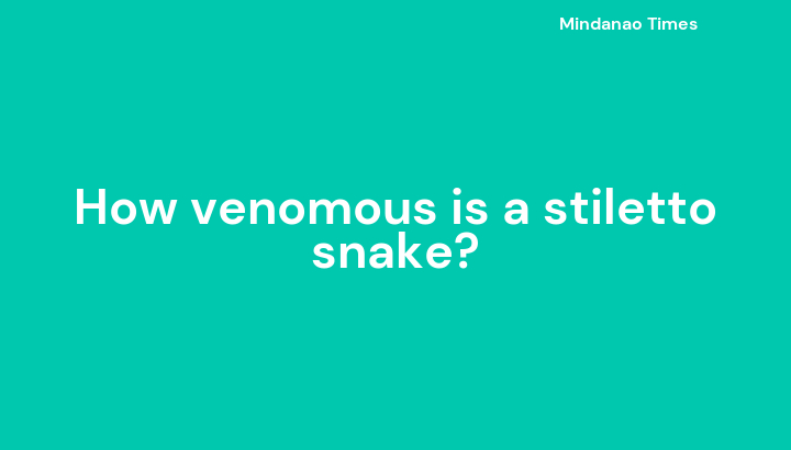 How venomous is a stiletto snake?