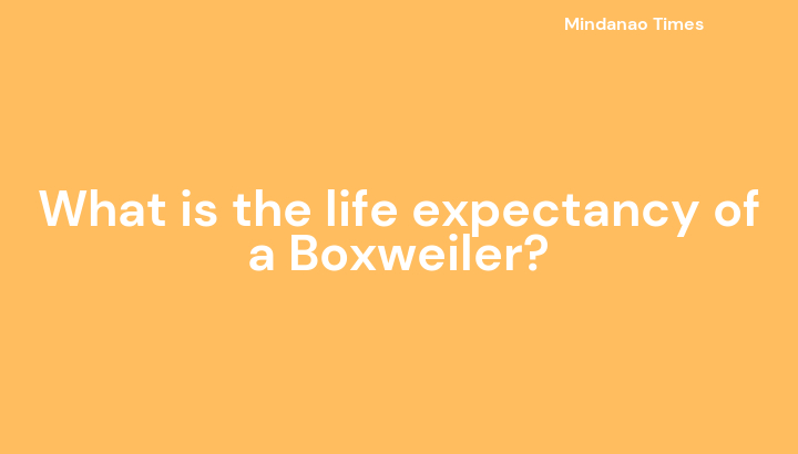 What is the life expectancy of a Boxweiler?