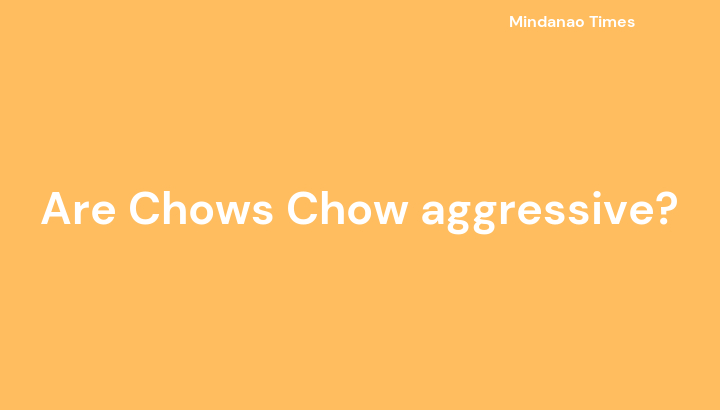 Are Chows Chow aggressive?