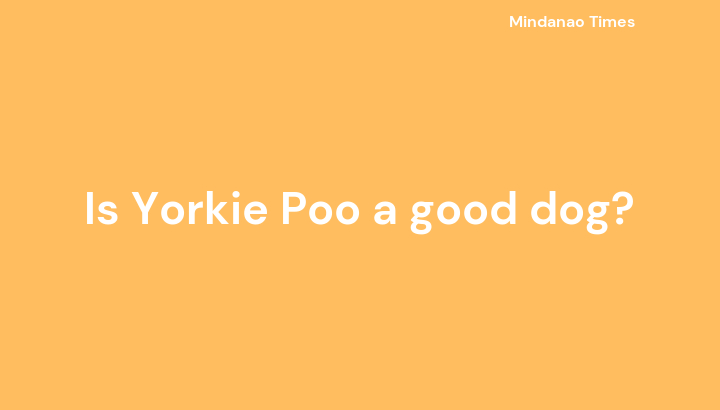 Is Yorkie Poo a good dog?