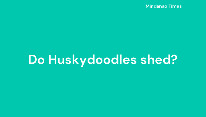 Do Huskydoodles shed?