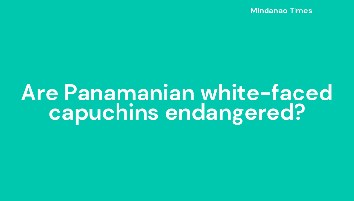 Are Panamanian white-faced capuchins endangered?