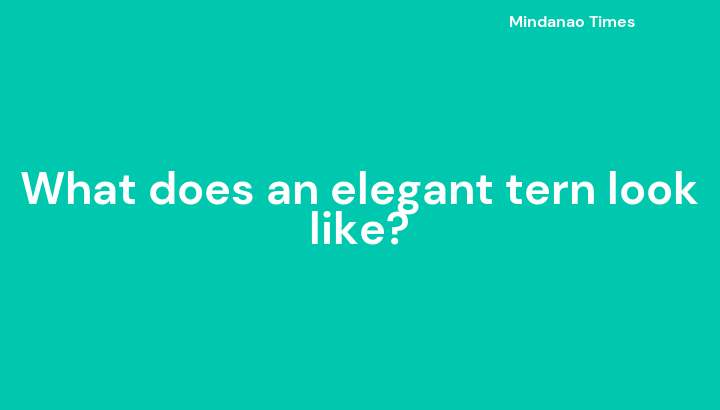 What does an elegant tern look like?