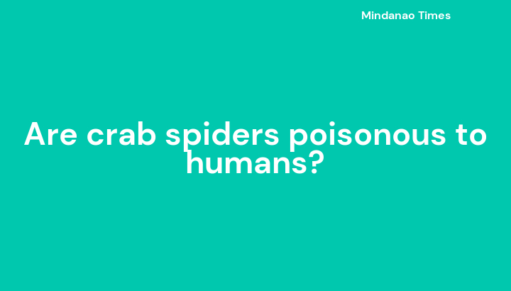 Are crab spiders poisonous to humans?