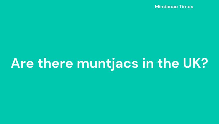 Are there muntjacs in the UK?