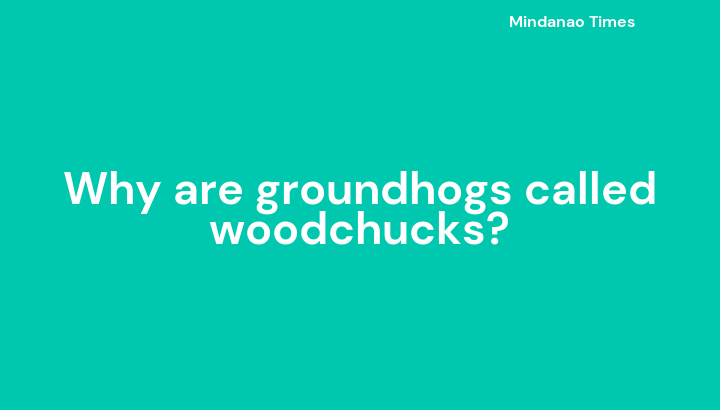 Why are groundhogs called woodchucks?