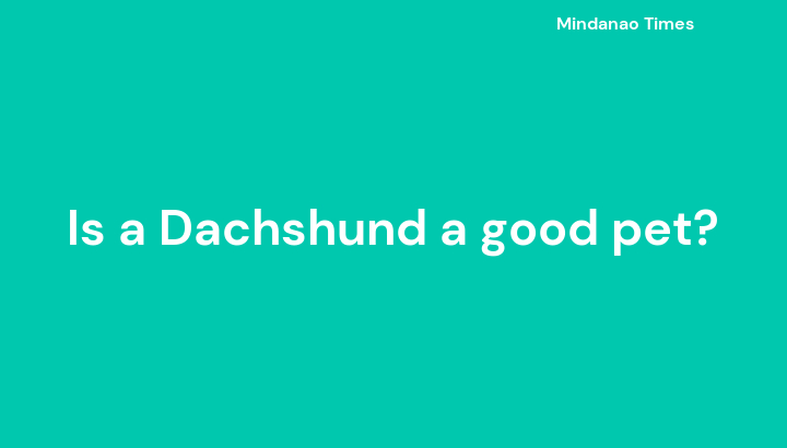 Is a Dachshund a good pet?