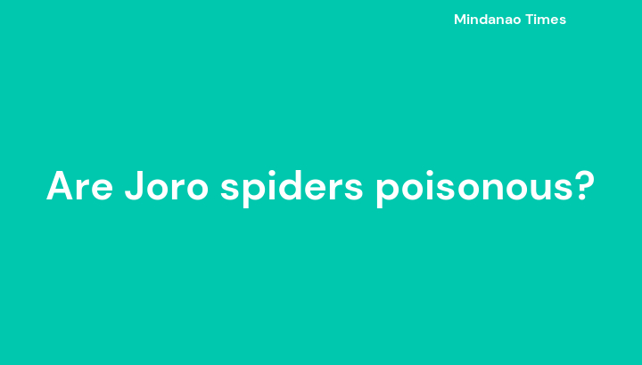 Are Joro spiders poisonous?