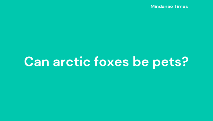 Can arctic foxes be pets?