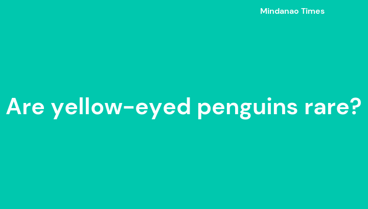 Are yellow-eyed penguins rare?