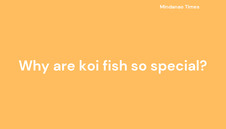 Why are koi fish so special?
