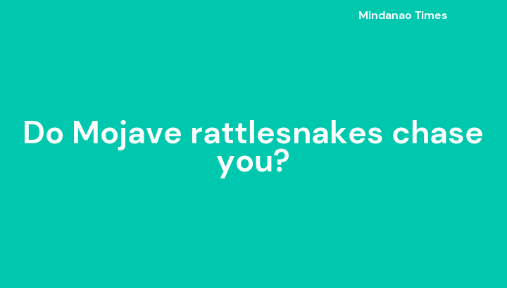 Do Mojave rattlesnakes chase you?