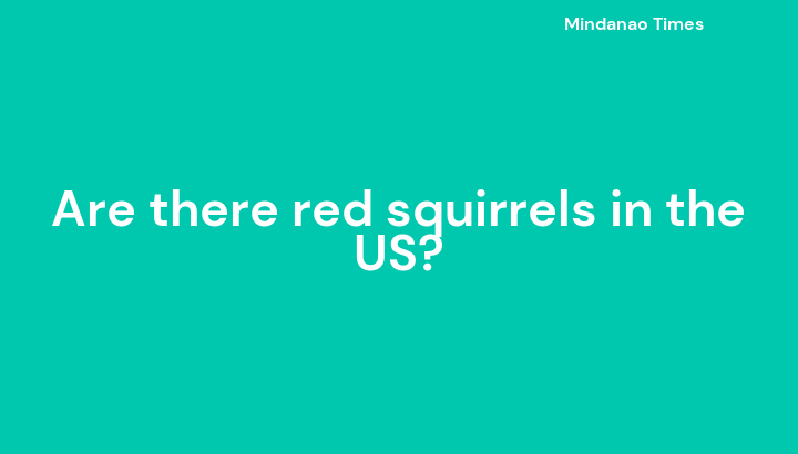 Are there red squirrels in the US?