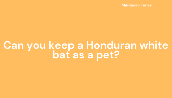 Can you keep a Honduran white bat as a pet?