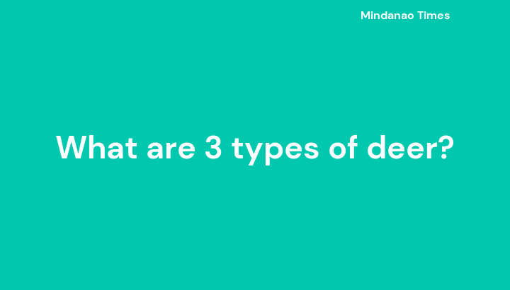 What are 3 types of deer?