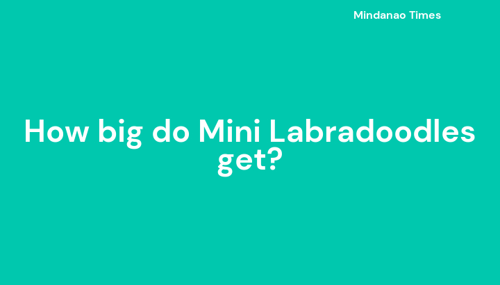 How big do Mini Labradoodles get?