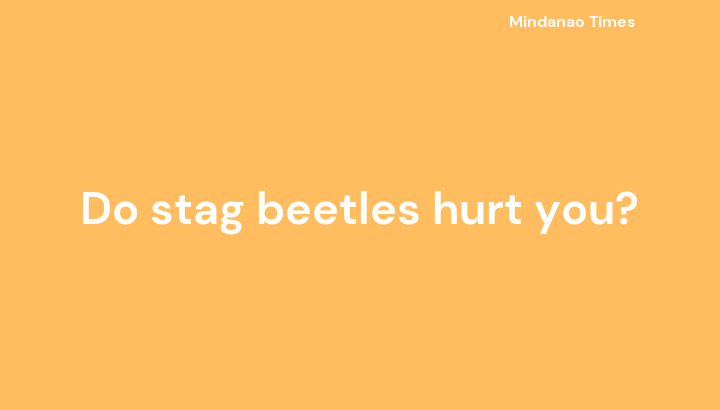 Do stag beetles hurt you?
