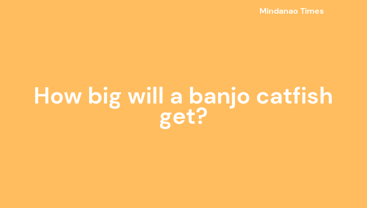 How big will a banjo catfish get?