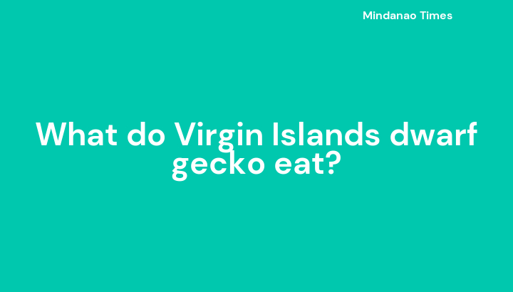 What do Virgin Islands dwarf gecko eat?