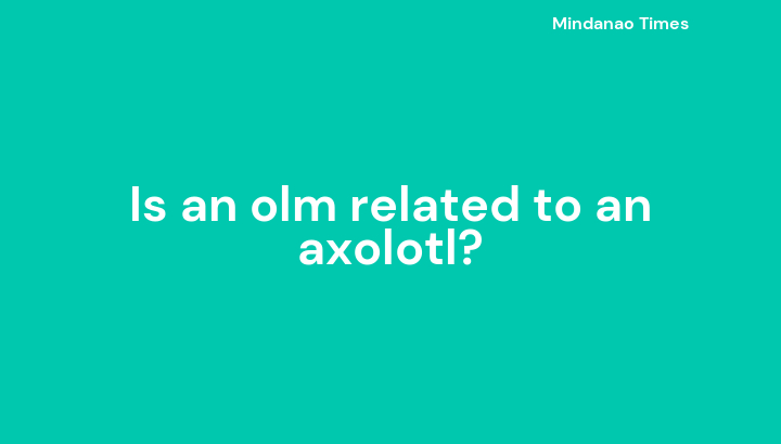 Is an olm related to an axolotl?