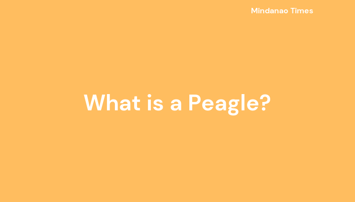 What is a Peagle?