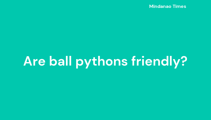 Are ball pythons friendly?